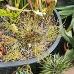 Drosera binata ᱛᱟᱦᱮᱸ