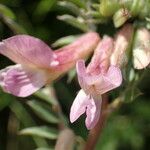 Vicia pannonica 花
