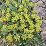 Euphorbia myrsinites Habitus