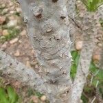 Euphorbia poissonii Bark