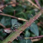 Rubus elegantispinosus Ŝelo