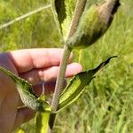 Silphium integrifolium পাতা