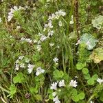 Euphrasia officinalis Хабит