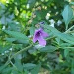 Prostanthera ovalifolia Flor