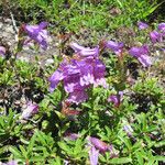 Penstemon cardwellii موطن