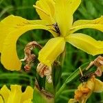 Iris pseudacorus ফুল