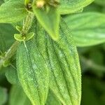 Hypericum hirsutum Likasa