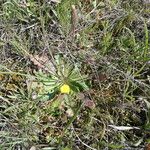 Hypochaeris radicata Habitus