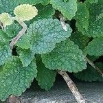 Scutellaria albida 葉