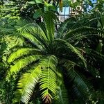 Dioon spinulosum Celota