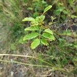 Desmanthus virgatus Leaf