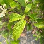 Viburnum recognitum Leaf