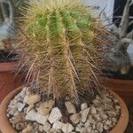 Echinocereus dasyacanthus Лист