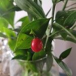 Ruscus hypoglossum Frukto