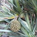 Pandanus utilis Frucht