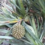 Pandanus utilis फल