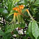 Morisonia paradoxa 整株植物