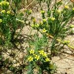 Linum strictum List