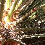 Chamaerops humilis Anders