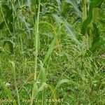 Panicum miliaceum Hábito