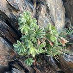 Potentilla nivalis Leaf