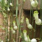 Ceropegia ampliata Flower