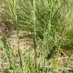 Poa bulbosa Агульны выгляд