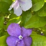 Brunfelsia australis 花