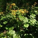 Ligularia dentata Habit