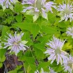 Monarda fistulosaFlor