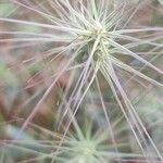 Aegilops geniculata Flower