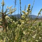 Adenostoma fasciculatum Flor