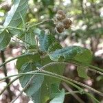 Dalechampia cissifolia Fruit