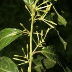 Cestrum microcalyx Deilen