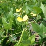 Vigna luteola Alia