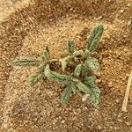 Neurada procumbens List