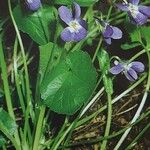 Viola suavis 花