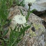 Centaurea cheiranthifolia Natur