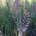 Lepidium perfoliatum Vili