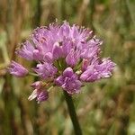 Allium lusitanicum Кветка