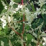 Fallopia aubertii Blüte