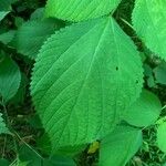 Laportea canadensis Leaf