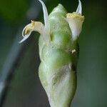 Zingiber zerumbet Flower