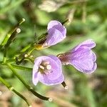 Cardamine crassifolia Flower