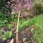 Allium cristophii Flower