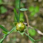 Linum usitatissimum Fruit