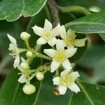 Gymnosporia cassinoides Flower
