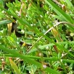 Polygonum arenastrum Leaf