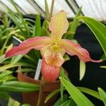 Phragmipedium longifolium Flower