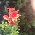 Campsis radicansFlower